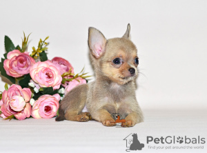 Photo №3. Unusual handsome man of gentle color. Chihuahua boy.. Russian Federation