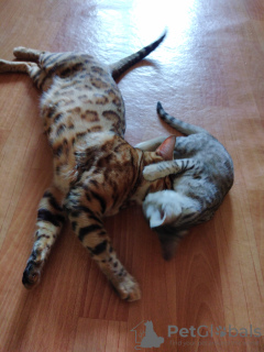 Photo №2 to announcement № 55156 for the sale of bengal cat - buy in Russian Federation private announcement