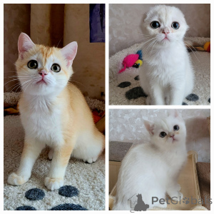 Photo №1. chinchilla cat - for sale in the city of Kaluga | 507$ | Announcement № 141411