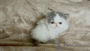 Photo №1. exotic shorthair - for sale in the city of Bietigheim-Bissingen | 361$ | Announcement № 177969