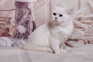 Photo №4. Mating british shorthair in Russian Federation. Announcement № 1023