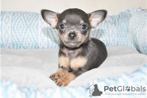 Photo №3. Adorable Chihuahua Puppies for free adoption. Germany