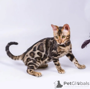 Photo №1. bengal cat - for sale in the city of Bernburg | 361$ | Announcement № 176678