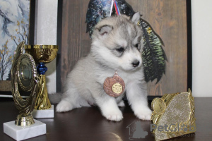 Additional photos: Siberian Husky puppies