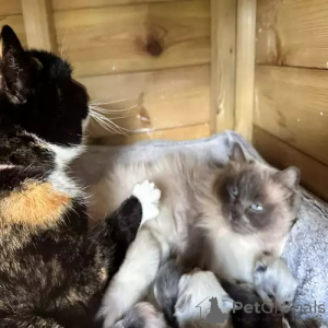 Photo №2 to announcement № 167251 for the sale of ragdoll - buy in Germany private announcement