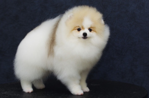Photo №1. pomeranian - for sale in the city of Москва | 2400$ | Announcement № 5287