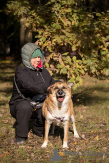 Photo №3. Gerda is the personification of comfort, great love and loyalty!. Russian Federation