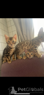 Photo №2 to announcement № 118256 for the sale of bengal cat - buy in Austria breeder