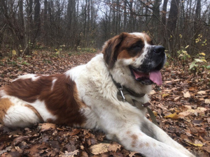 Additional photos: Garni male breed saint bernard (v'yazka, female)