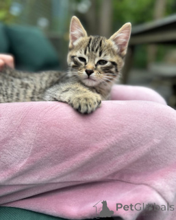 Photo №2 to announcement № 148564 for the sale of bengal cat - buy in Germany breeder