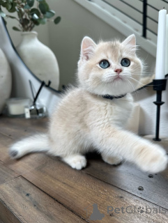 Photo №1. british shorthair - for sale in the city of Dalsbruk | negotiated | Announcement № 155696