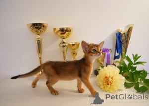 Photo №2 to announcement № 122190 for the sale of abyssinian cat - buy in Latvia from nursery