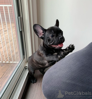 Photo №3. french bulldog. Germany