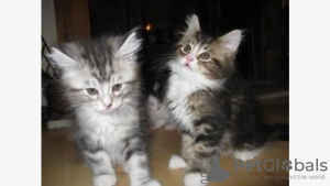 Photo №1. maine coon - for sale in the city of New York | 400$ | Announcement № 8904