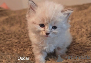 Photo №1. siberian cat - for sale in the city of Geilenkirchen | 361$ | Announcement № 169561