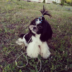 Photo №1. shih tzu - for sale in the city of Grodno | 473$ | Announcement № 3049