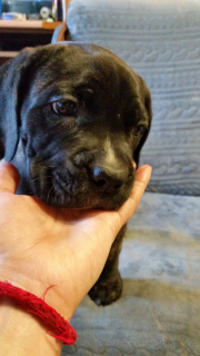 Additional photos: puppies cane corso