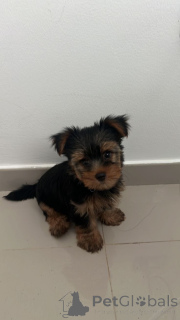 Photo №2 to announcement № 137575 for the sale of poodle (royal), poodle (toy) - buy in United States breeder