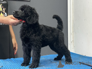 Photo №4. I will sell poodle (royal) in the city of Zrenjanin.  - price - negotiated