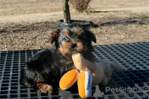 Photo №1. yorkshire terrier - for sale in the city of Aghdam | Is free | Announcement № 93532
