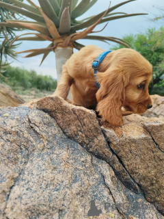 Photo №1. english cocker spaniel - for sale in the city of Augustusburg | negotiated | Announcement № 169500