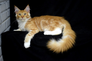 Photo №1. maine coon - for sale in the city of Ramenskoye | 0$ | Announcement № 3287