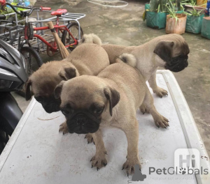 Photo №1. pug - for sale in the city of Paris | negotiated | Announcement № 164705