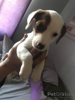 Photo №1. beagle - for sale in the city of Vienna | 317$ | Announcement № 75975