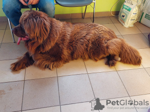 Photo №2 to announcement № 42471 for the sale of newfoundland dog - buy in Poland breeder