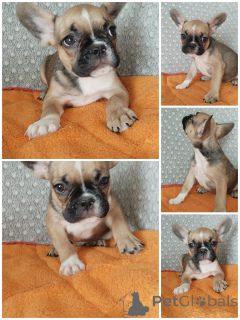 Photo №1. french bulldog - for sale in the city of Brest | 147$ | Announcement № 151884