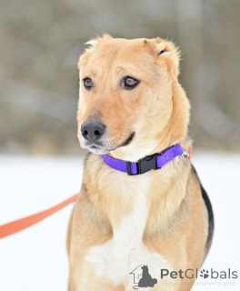 Photo №4. I will sell non-pedigree dogs in the city of Moscow river. private announcement - price - Is free