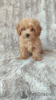 Photo №4. I will sell maltipu in the city of Helsinki. private announcement - price - Is free