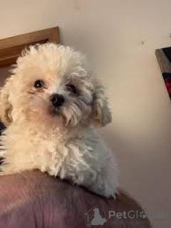 Photo №1. poodle (toy) - for sale in the city of Flensburg | 723$ | Announcement № 167605