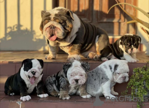 Photo №1. english bulldog - for sale in the city of Berlin | negotiated | Announcement № 102659