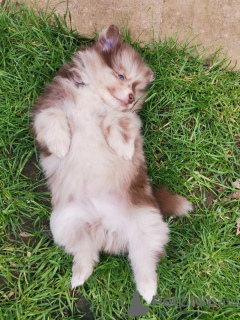 Photo №1. pomeranian - for sale in the city of Калифорния Сити | 400$ | Announcement № 102947