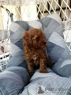 Photo №3. Red miniature poodle puppies. Serbia