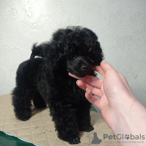 Photo №2 to announcement № 40313 for the sale of poodle (toy) - buy in Ukraine breeder