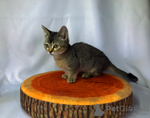 Photo №1. munchkin - for sale in the city of Belgorod | Is free | Announcement № 24492