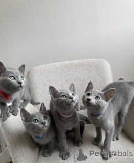 Photo №1. russian blue - for sale in the city of Hummeltal | 329$ | Announcement № 150503