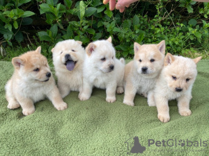 Photo №1. chow chow - for sale in the city of Mannheim | 370$ | Announcement № 41587