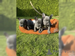Photo №1. french bulldog - for sale in the city of Франкфурт-на-Майне | 565$ | Announcement № 136644