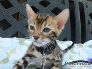 Photo №1. bengal cat - for sale in the city of Belarus | 297$ | Announcement № 11228