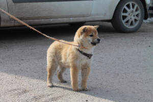 Photo №4. I will sell shiba inu in the city of Ufa.  - price - 805$