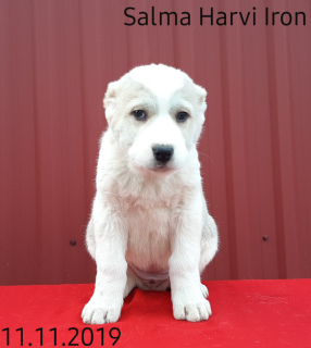Photo №1. central asian shepherd dog - for sale in the city of Ивано-Франковск | Negotiated | Announcement № 5681