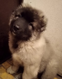 Photo №4. I will sell caucasian shepherd dog in the city of Krasnodar. private announcement - price - Negotiated