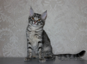 Photo №2 to announcement № 13863 for the sale of caracal - buy in Belarus from nursery