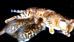 Photo №1. bengal cat - for sale in the city of Minsk | 113$ | Announcement № 3205