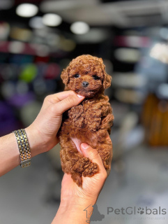 Photo №2 to announcement № 172070 for the sale of poodle (toy) - buy in Germany breeder