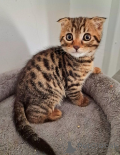 Photo №1. bengal cat - for sale in the city of Reykjavík | 300$ | Announcement № 57208