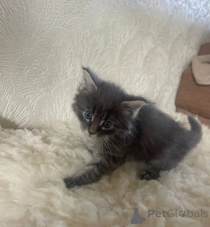 Photo №1. maine coon - for sale in the city of Germersheim | 361$ | Announcement № 169818